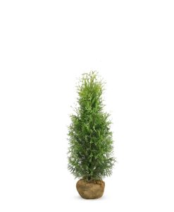 Thuja Brabant - Frilandsodlad