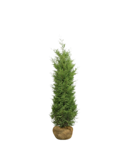 Thuja Brabant - Frilandsodlad