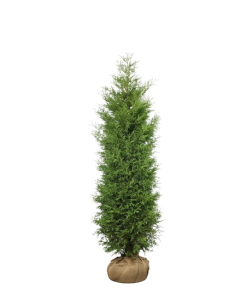 Thuja Brabant - Frilandsodlad