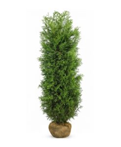 Thuja Brabant - Frilandsodlad