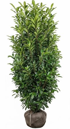 Lagerhägg 'Elly' - Prunus laurocerasus - Krukodlad
