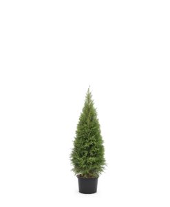 Thuja Smaragd - Krukodlad