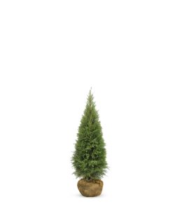 Thuja Smaragd - Frilandsodlad
