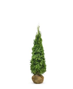 Thuja Smaragd - Frilandsodlad