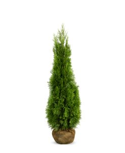 Thuja Smaragd - Frilandsodlad