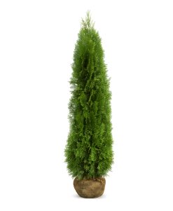 Thuja Smaragd - Frilandsodlad