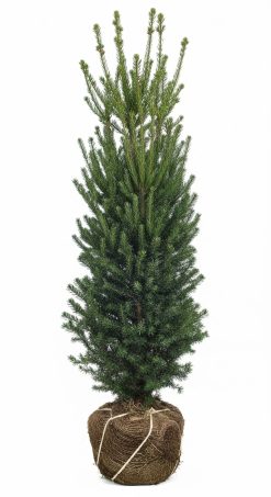 Idegran- Taxus Hilii - Krukodlad