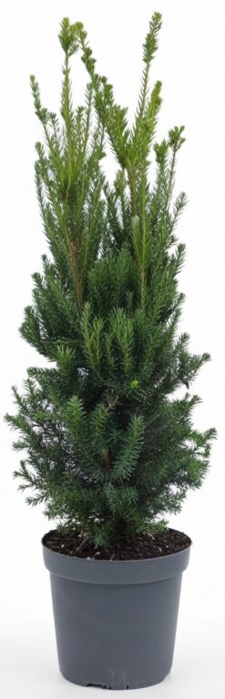 Idegran- Taxus Hilii - Krukodlad