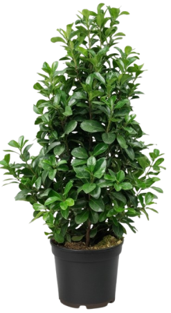 Lagerhägg 'Etna' - Prunus laurocerasus - Krukodlad