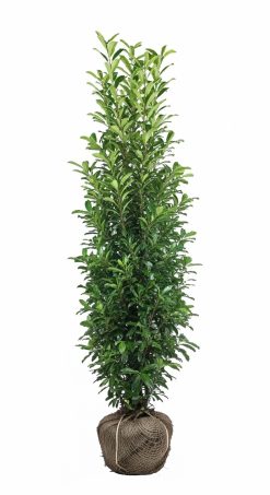Lagerhägg 'Genolia' - Prunus laurocerasus