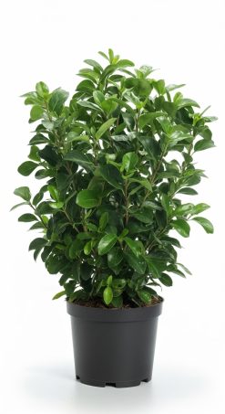 Lagerhägg 'Novita' - Prunus laurocerasus - Krukodlad