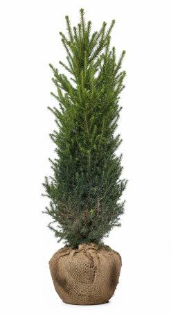 Idegran - Taxus Media Hicksii