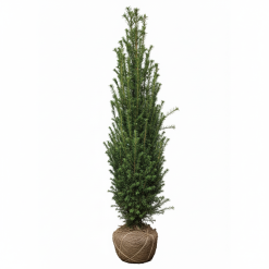 Idegran - Taxus Media Rising Star, Frilandsodlad