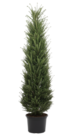 Idegran - Taxus Baccata, Krukodlad